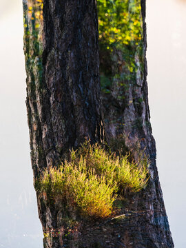 View of tree trunk with grass in forest against white background