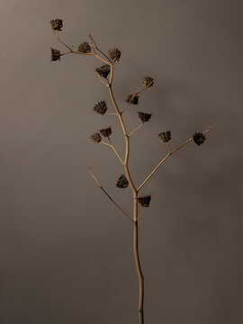Velvetleaf plant against colored background