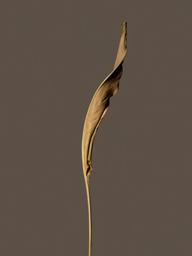 Dried bird of paradise plant leaf against colored background