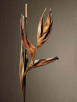 Dried Heliconia flower stem against colored background