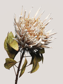 King protea flower against colored background