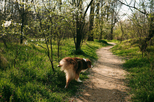 Australian shepherd urinating on a forest path surrounded by fresh greenery and spring blossoms. Suitable for pet behavior, dog training, territory marking and outdoor lifestyle concepts