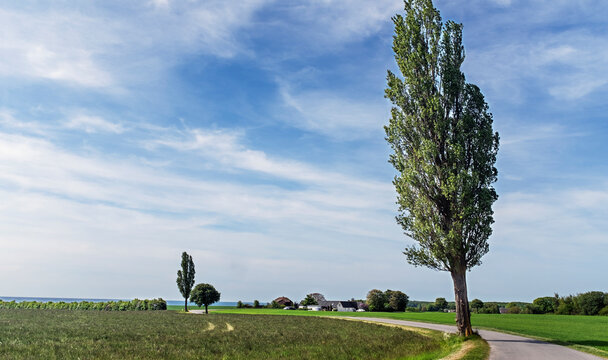 Scenic view of black poplar tree near grassy land against cloudy sky