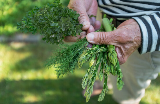 Hand of senior man holding fresh different types of vegetables