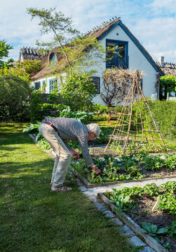 Elderly man bending while planting plants in vegetable garden