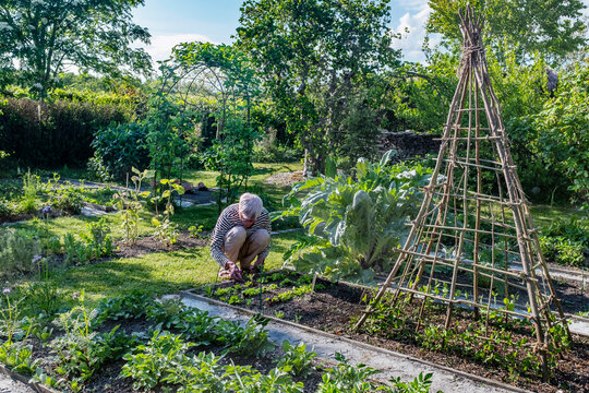 Senior man planting plants in vegetable garden