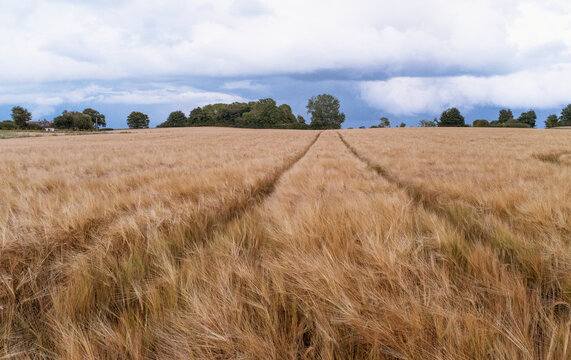 Tranquil scene of barley agricultural field under cloudy sky