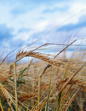 Close-up shot of wheat crop in field