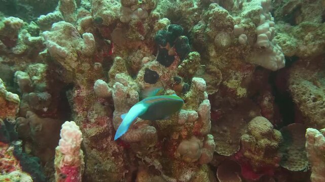 Underwater footage capturing a colorful parrotfish gliding through coral reefs, highlighting its bright turquoise and green hues against textured coral backgrounds.