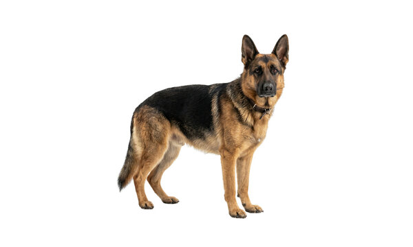 A majestic german shepherd dog in a standing pose on transparent background
