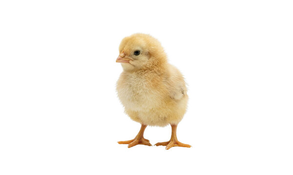A fluffy yellow chick stands facing slightly right on transparent background