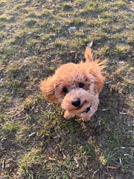 puppy in the grass