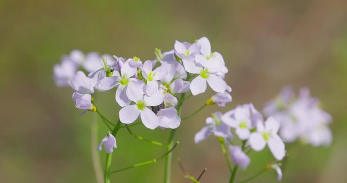 Cuckoo flower (Cardamine pratensis) blooming in meadow, close up