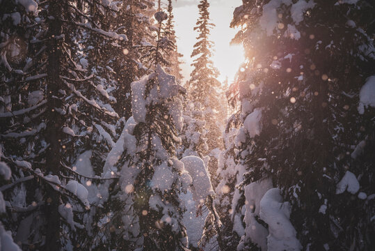 Scenic view of pine trees covered with snow in forest