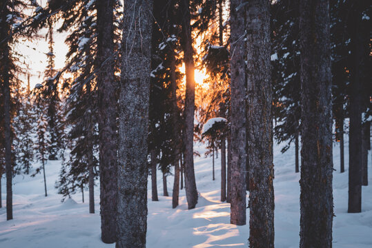 View of pine tree trunks in winter forest
