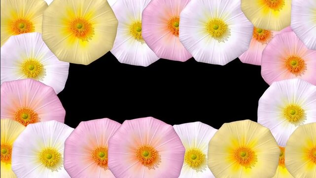 Slow motion tracking shot of pastel flowers forming decorative border frame around black studio background in close up flatlay with petals converging and surrounding center