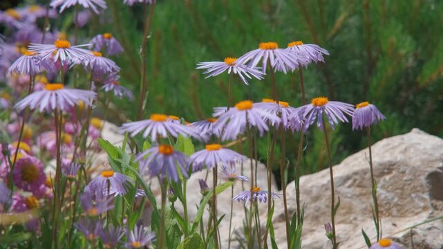 Beautiful purple Alpine Aster (Aster alpinus) blooming with busy bees in a tranquil rock garden swaying in the breeze, static close up