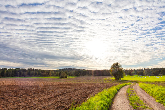 Empty dirt road by field against cloudy sky
