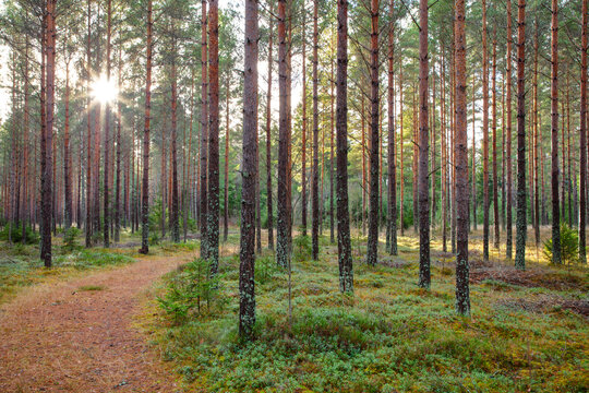 Empty footpath in beautiful birch forest