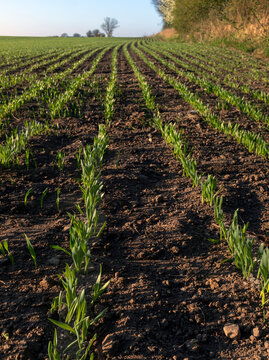 View of saplings planted in rows in field at sunny day
