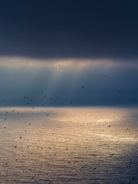 In silhouette drone view of flock of birds flying in cloudy sky above sea at dusk
