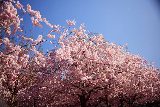 Low angle view of tree blooming with cherry blossom flowers against sky