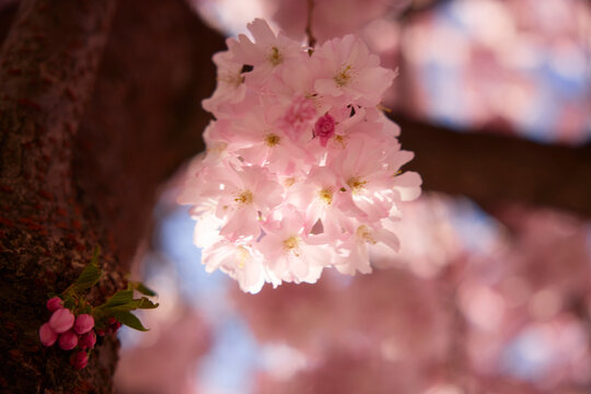 Close-up of pink flower on cherry blossom tree
