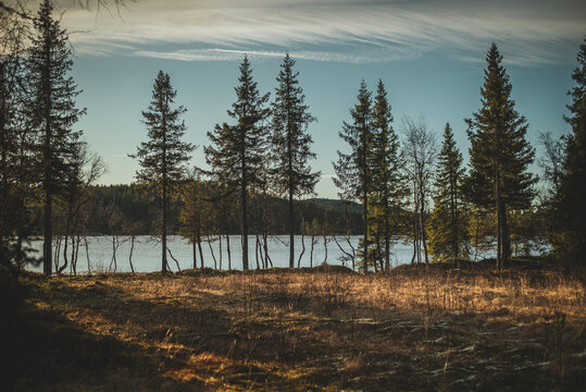 Tranquil scene of pine trees near river under cloudy sky