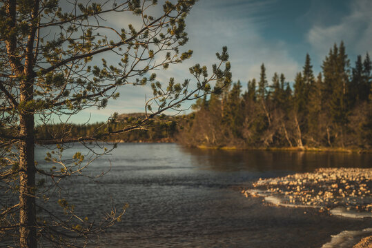 Birch tree with lake seen in background at tranquil location