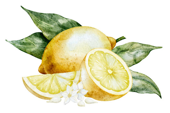 Lemon watercolor composition with fruits, slices, leaves and flowers. Citrus drawing isolated for packaging, kitchen design, mediterranean decor, banners and cooking book. Art for menu.