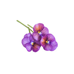 Naklejka premium Cluster of three purple-yellow pansy flowers with green stems on transparent background, isolated group, copy space
