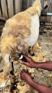 sheep shearing at the farm