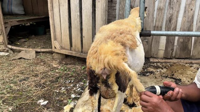 sheep shearing at the farm