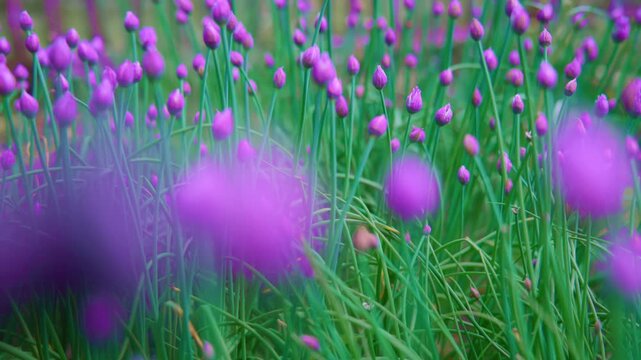 Vibrant purple chive blossoms sway gently in soft wind. Green stems stand tall among blurred background flowers. Scene feels peaceful and natural. Ideal for cooking, gardening