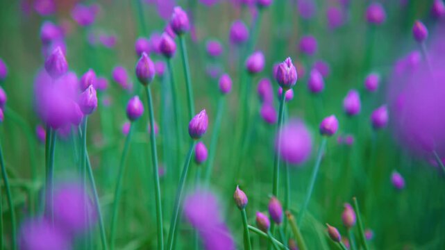 Purple chive blossoms gently sway in soft breeze. Green stems rise tall, buds still closed. Focus shifts between blurred and sharp flowers. Nature's quiet beauty captures calm, fresh moments