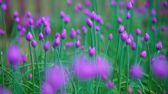 Soft-focused purple chive blossoms sway gently in breeze. Green stems rise from blurred garden background. Nature's calm beauty captured in gentle motion