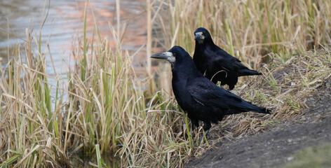 Two Black Birds on Muddy Bank with Dry Reeds Riverside Wetland Habitat Natural Wildlife Duo Looking for Food in Daytime Contrast Dark Feathers © lumerb