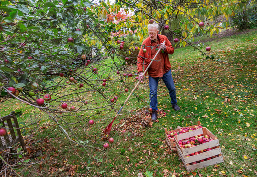 Senior man using rake for gathering leaves in apple orchard