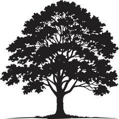 Obraz premium Silhouette of a large leafy tree against a white background