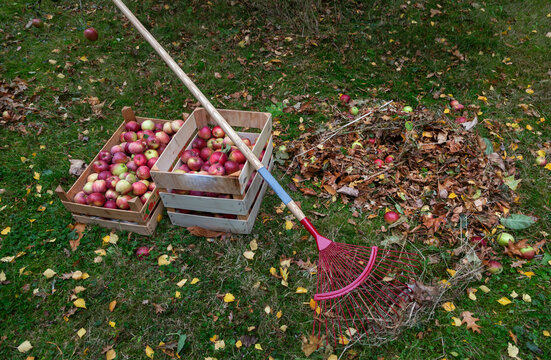 Garden rake with apples crate in orchard