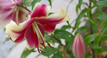 Fototapeta premium Lilium 'Red Dutch' is an asiatic hybrid lily with red flowers edged yellow .