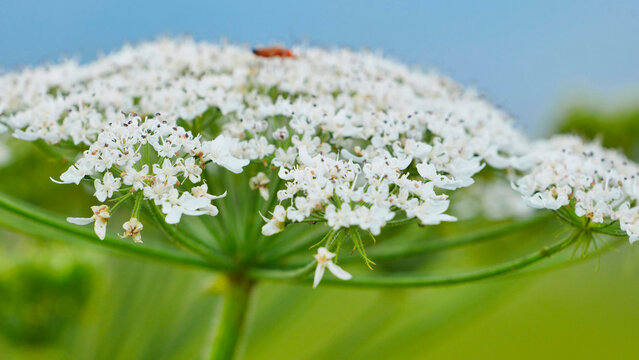 Heracleum flowers blooming in summer field, showing delicate white umbels