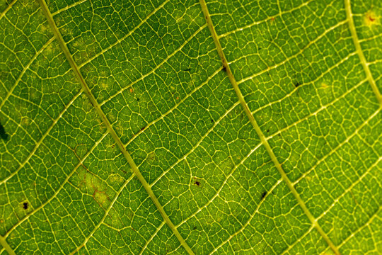 Abstract closeup of green leaf texture and pattern