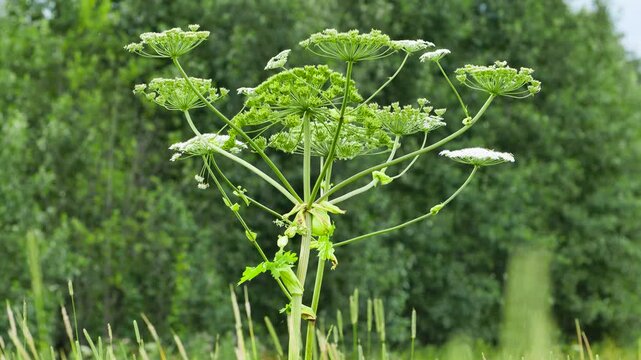 Giant hogweed blooming in field, representing invasive species and environmental concern