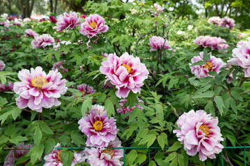 Purple peony flowers in the garden, Luoyang, China © Rimma