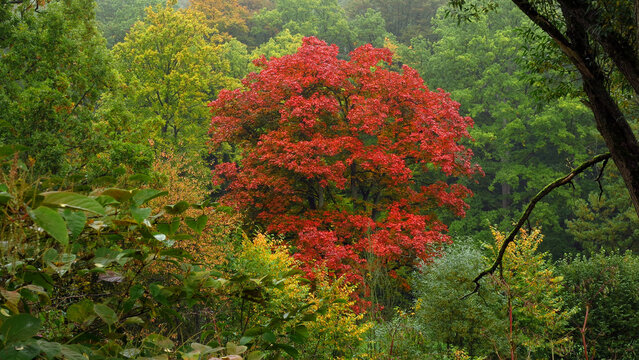 Auwald im Herbst an der Ruhr bei Arnsberg