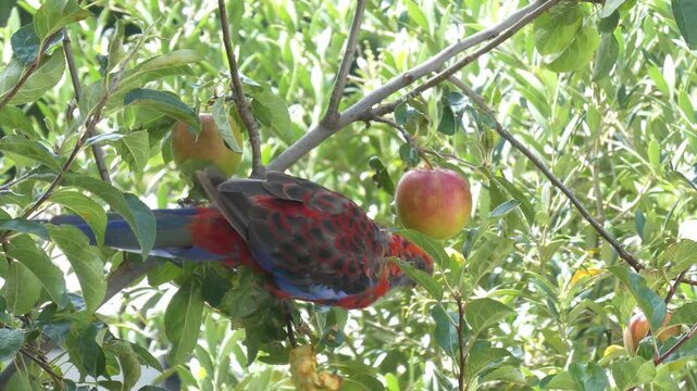 Australian Crimson Rosella (Platycercus elegans) juvenile molting sitting in tree eating apple close up 4k