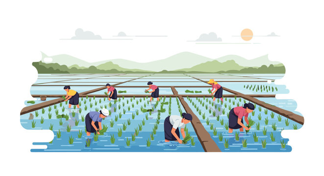 Multiple farmers plant rice seedlings in a flooded paddy field with distant mountains under a sunny sky.