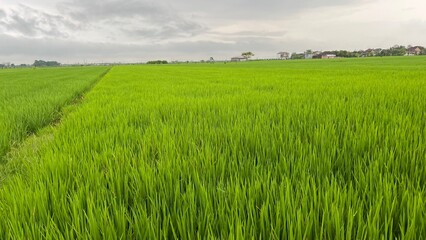 Fototapeta premium Vast Green Rice Field Landscape Under Cloudy Sky