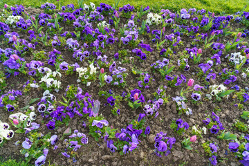 Obraz premium Colorful flower bed with blooming pansies and tulips planted in soil, spring garden landscaping with vibrant purple and white flowers